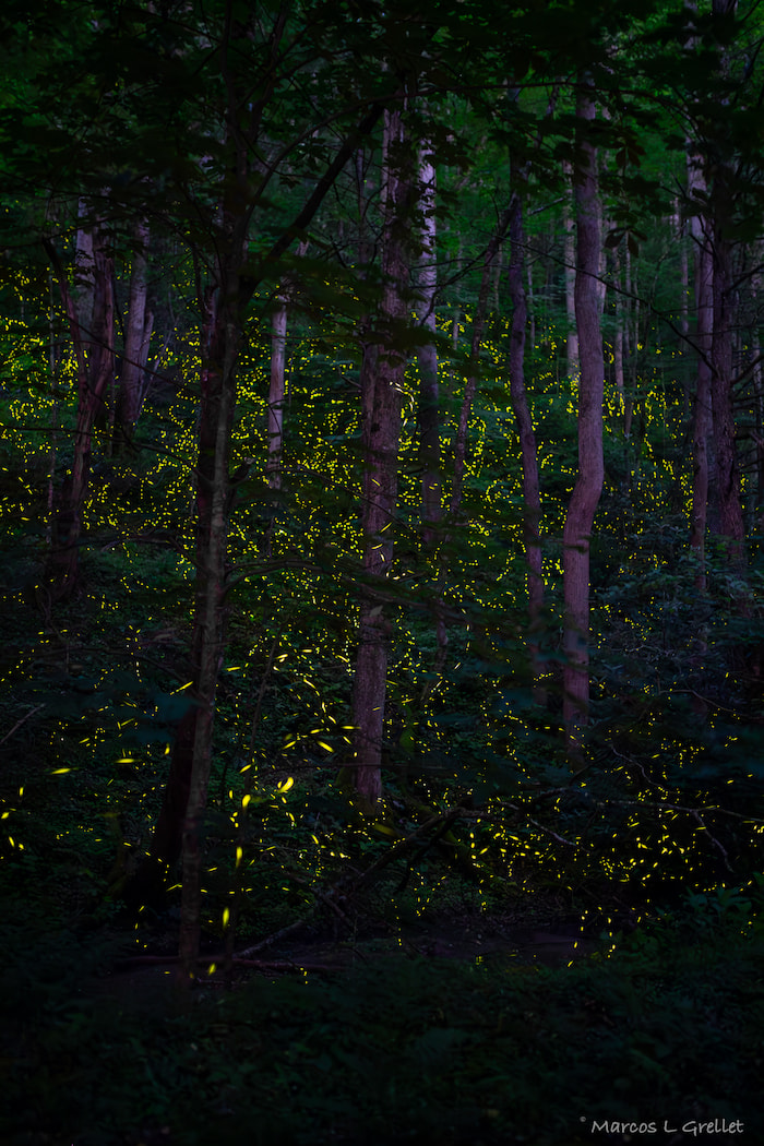 fireflies show rocky mountain national park