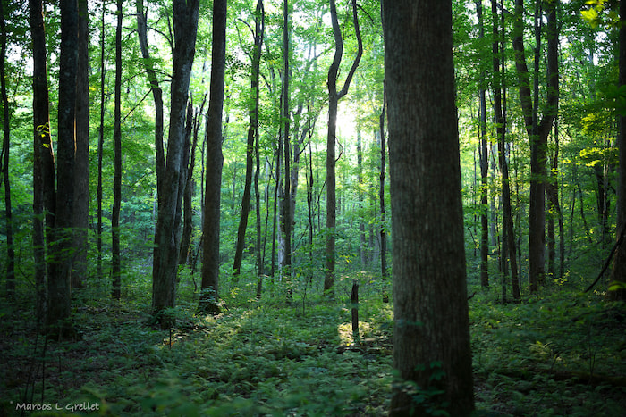 fireflies show rocky mountain national park