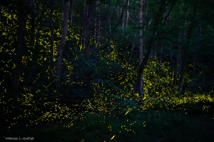fireflies show rocky mountain national park