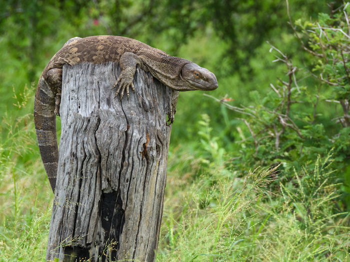 Rock Monitor Kruger Park