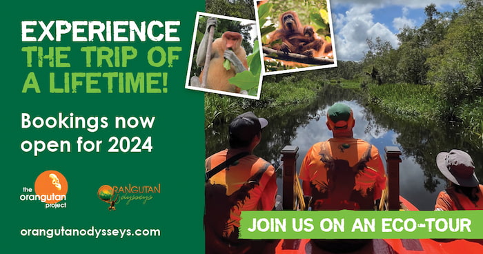orangutan tours