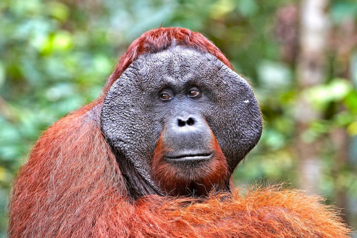 Hanging with Orangutans and Walking with Elephants: Eco-Tourism in 2024