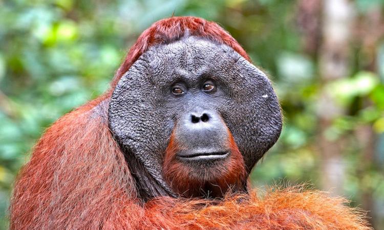 Orangutan Odysseys Borneo Orangutan