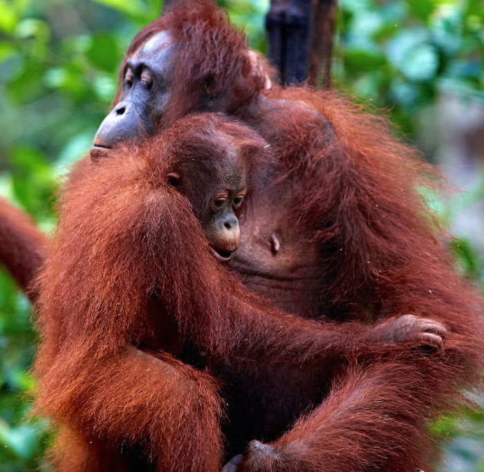 orangutan mothers hug