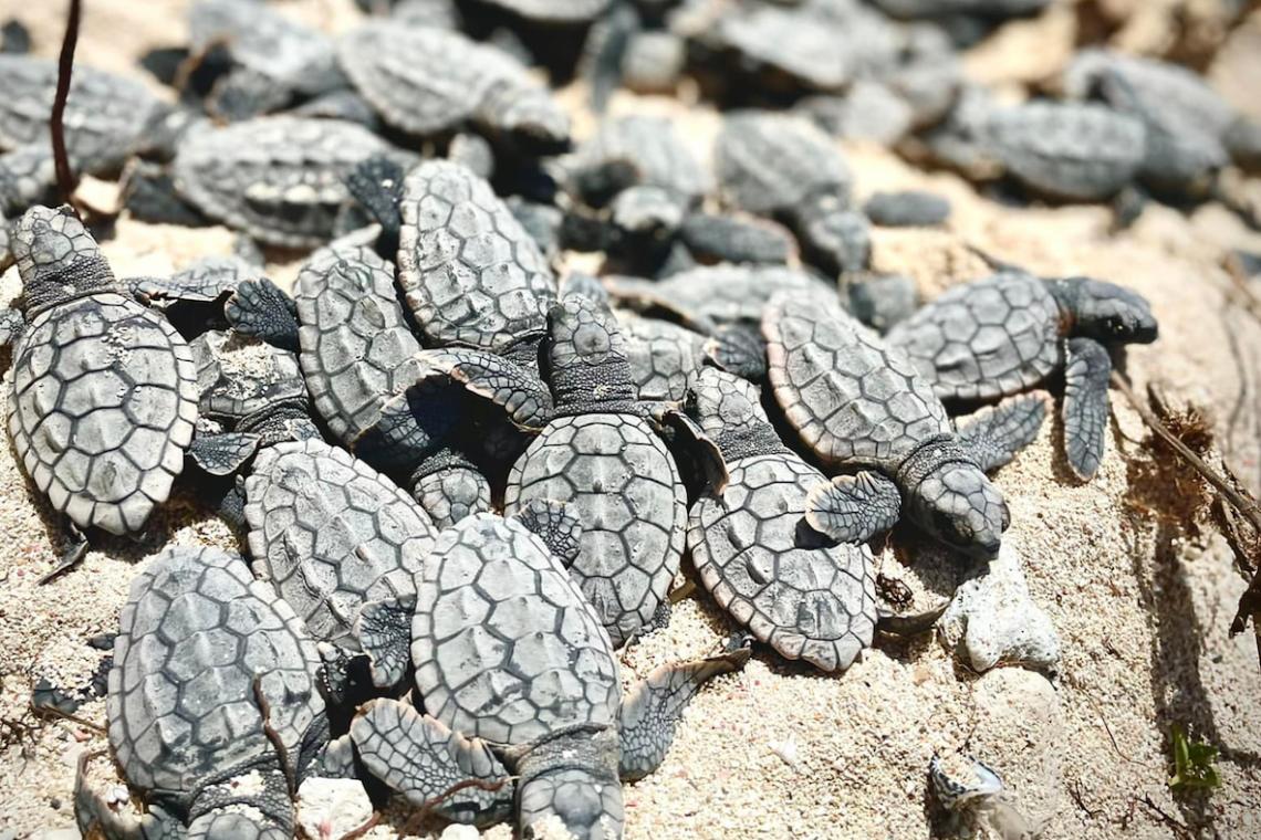 Meet the Conservationist Protecting Yucatán's Forgotten Sea Turtle Nesting Grounds