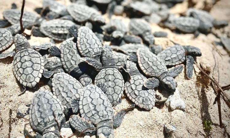baby sea turtles Yucatan