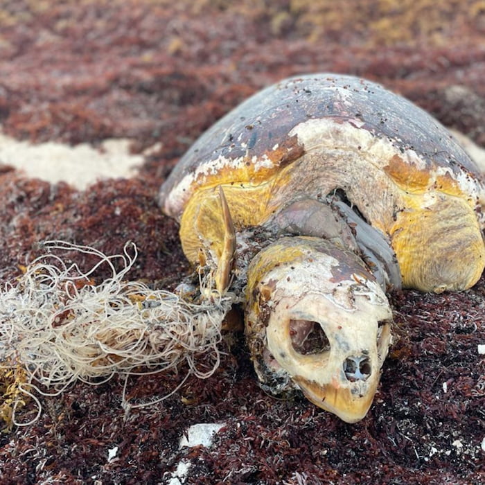 Plastic waste in the ocean can bind and suffocate sea turtles. Photo provided by Víctor Rósales @vicwildphotography turtle killed by plastic fishing line