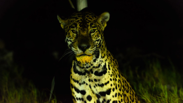 Every nesting season, jaguars leave the jungles to hunt nesting sea turtles. This young male was photographed shortly after eating the eggs from inside a fresh turtle kill. Photo by Víctor Rósales @vicwildphotography jaguar yucatan conservation