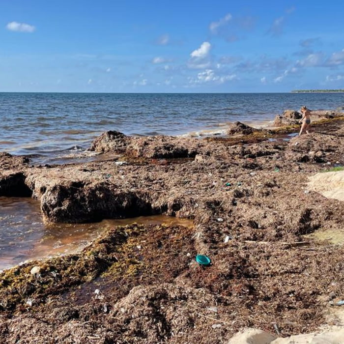 Sargassum is a floating seaweed carried to Yucatán’s beaches by ocean currents and the trade winds. Its presence poses a challenge to both nesting and baby sea turtles. Photo by Víctor Rósales @vicwildphotography Sargassum floating seaweed