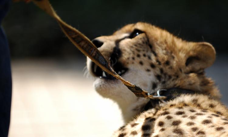 animal exploitation wildlife cheetah