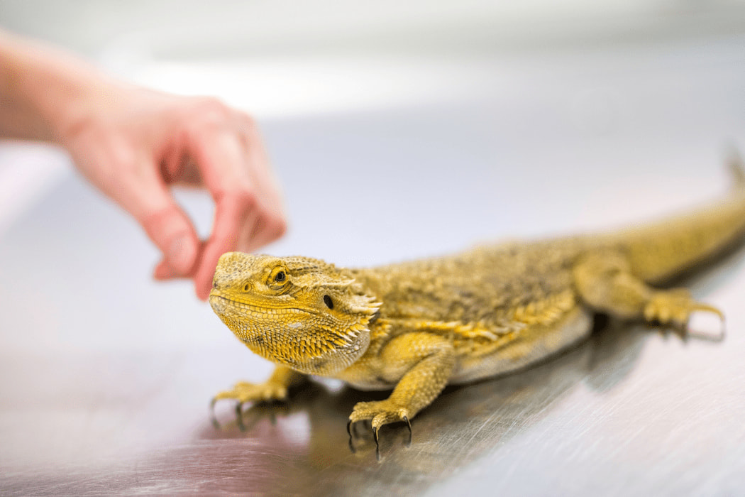 pet trade you can make a difference 