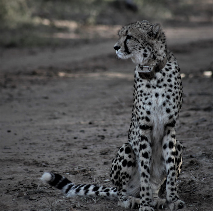 cheetahs at Qwabi 