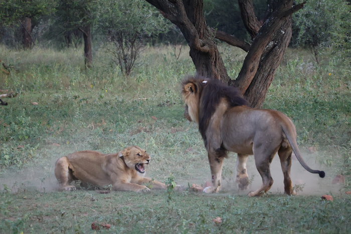 Lion action at Qwabi