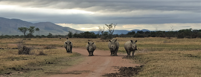 rhino at qwabi private nature reserve