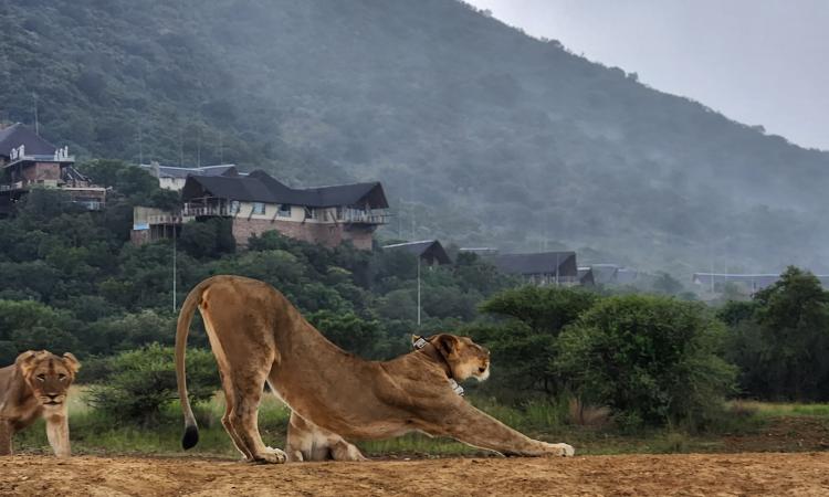 Qwabi private game reserve lions