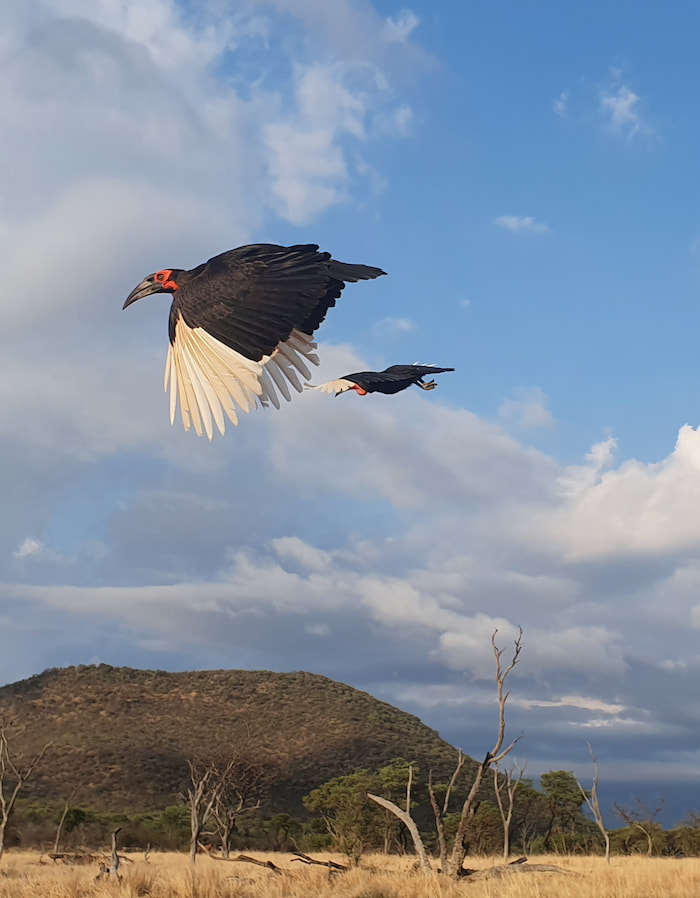 ground hornbill at qwabi private nature reserve
