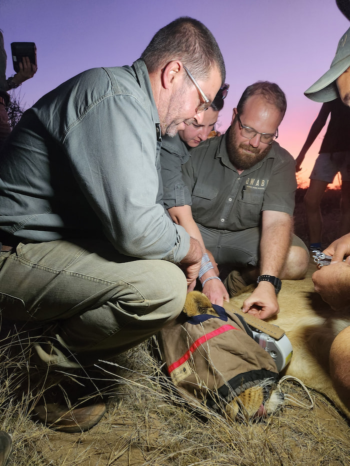 Attaching one of Qwabi’s lion camera collars