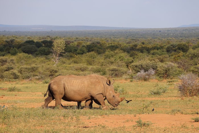 Rhino at Qwabi wears AI-powered bracelets