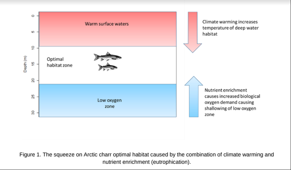 Arctic charr declining populations wales