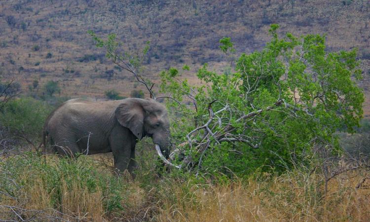 Innovative Tree Protection: Saving Sabi Sand’s Giants from Elephant Damage