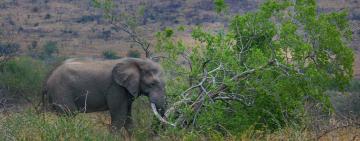 Innovative Tree Protection: Saving Sabi Sand’s Giants from Elephant Damage