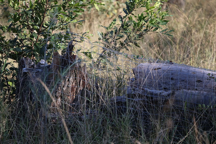 elephant sengita sabi sands mesh tree 