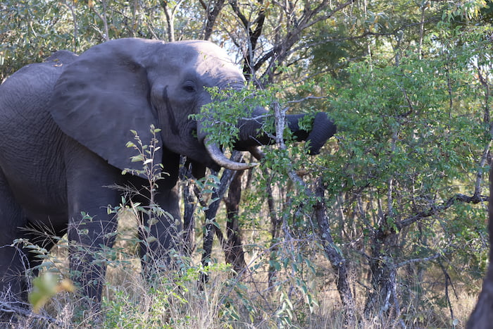 elephant sengita sabi sands
