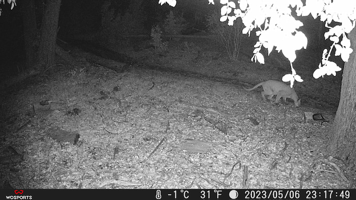 camera trap image puma cougar mountain lion 