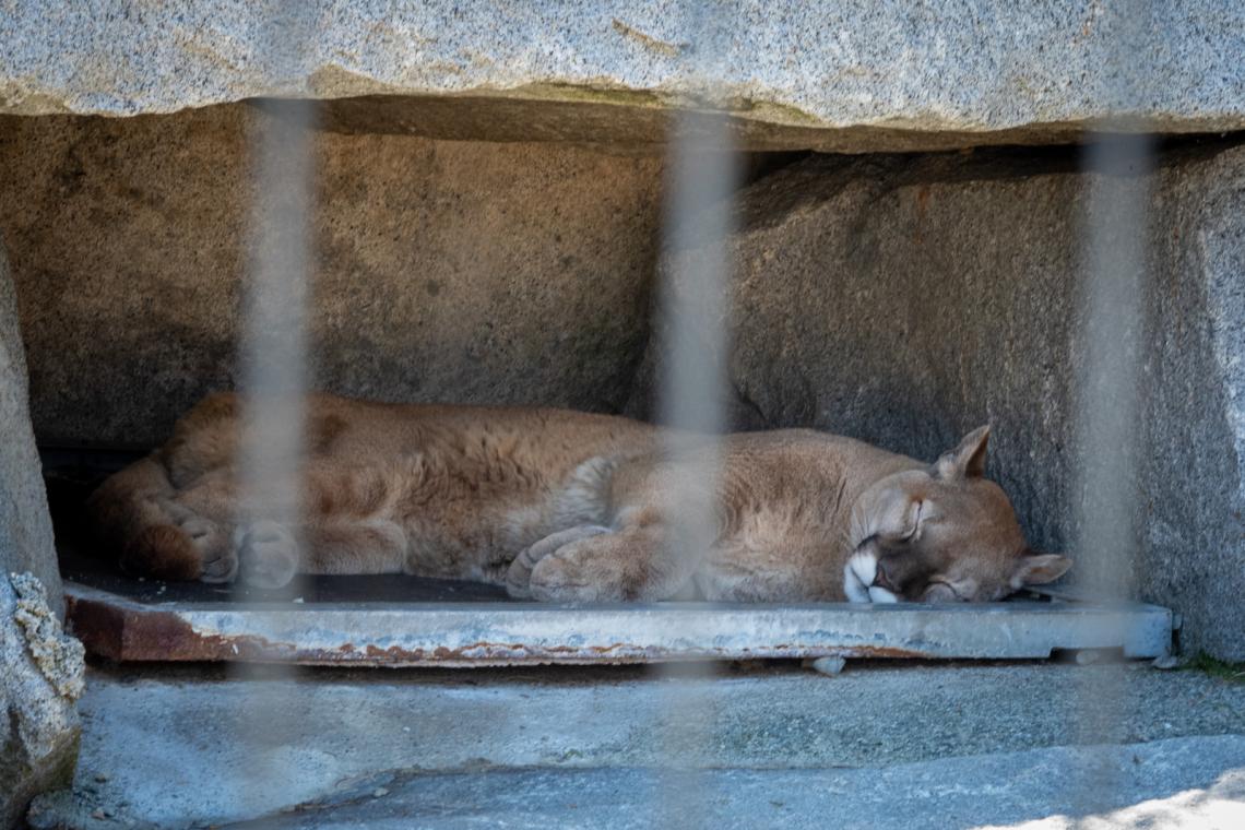 Protecting Southern California's Mountain Lions: Battling Human Encroachment