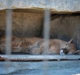 Protecting Southern California's Mountain Lions: Battling Human Encroachment