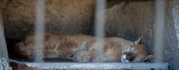 Protecting Southern California's Mountain Lions: Battling Human Encroachment