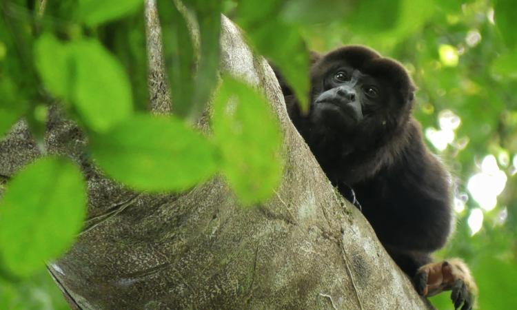 howler monkey in forest