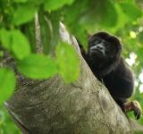 Howler Monkeys: The Scoop on Poop and How it Might Save Endangered Wild Primates