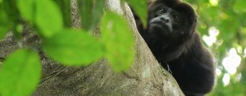 Howler Monkeys: The Scoop on Poop and How it Might Save Endangered Wild Primates