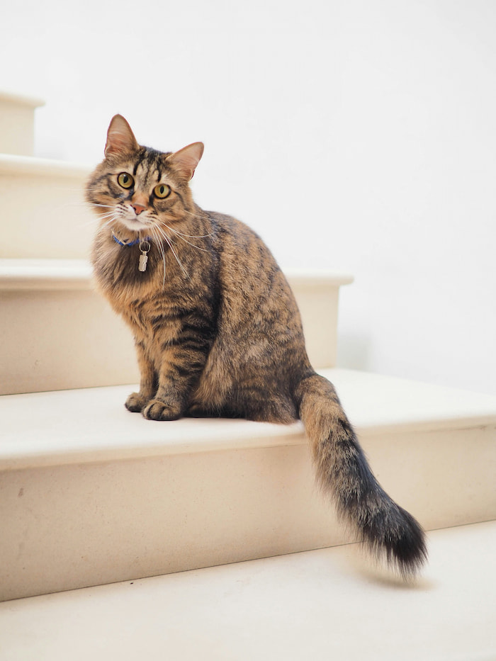 cat on stairs 