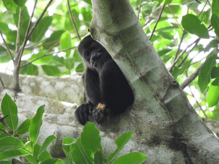 Howler Monkeys: The Scoop on Poop and How it Might Save Endangered Wild ...