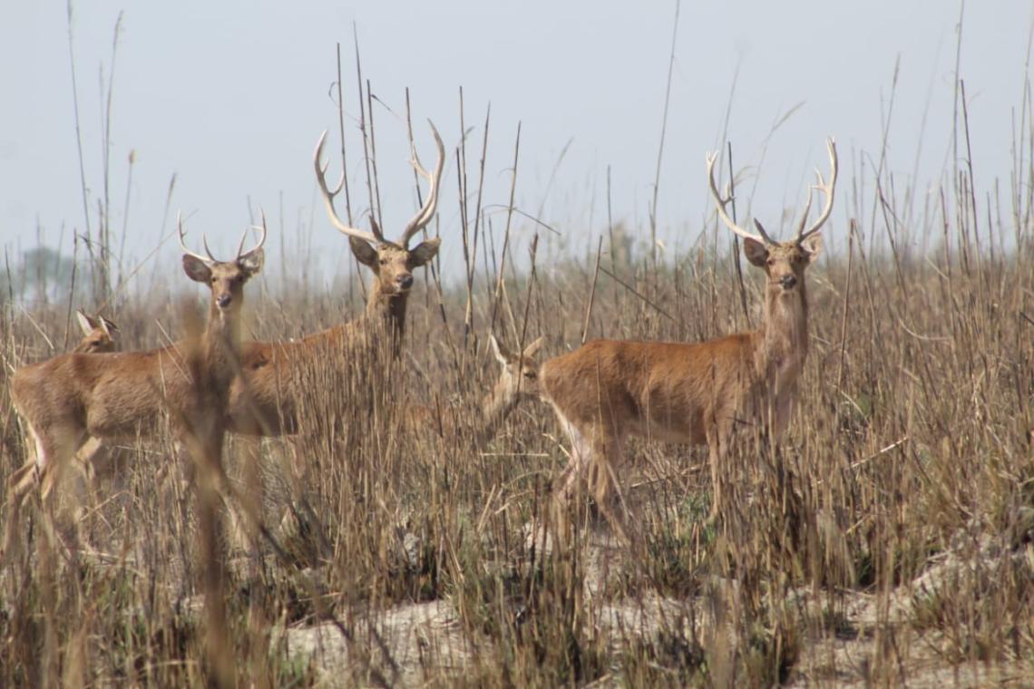 Swamp Deer at Risk: How Saving Grasslands Can Rescue the Barasingha