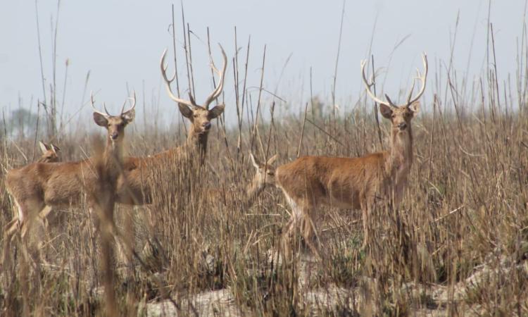 swamp deer barasingha image