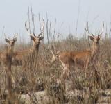 Swamp Deer at Risk: How Saving Grasslands Can Rescue the Barasingha