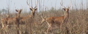 Swamp Deer at Risk: How Saving Grasslands Can Rescue the Barasingha