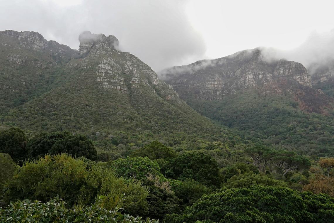 A Tour Through Cape Town's Kirstenbosch Gardens: A Celebration of Biodiversity