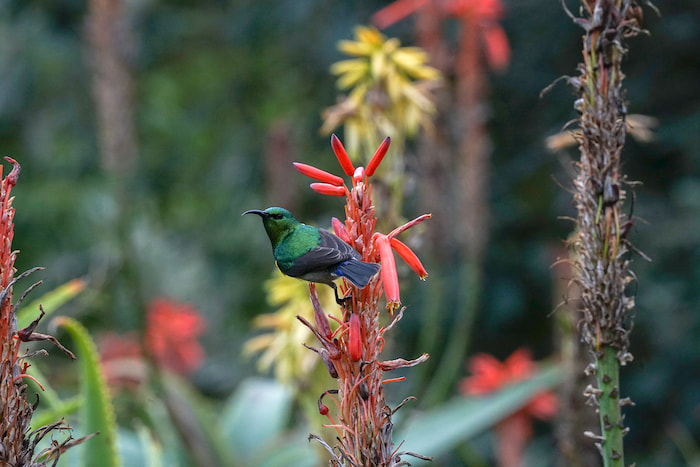 Candelabra Aloe and Double-collared Sunbird