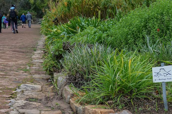 pathways kirstenbosch botanical gardens