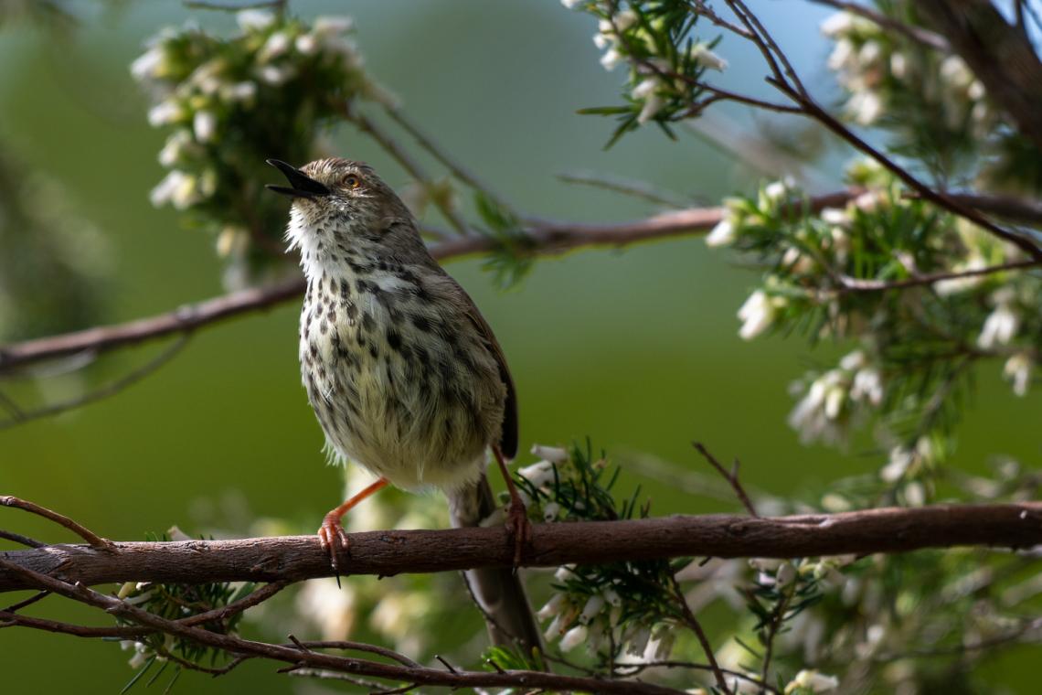 The Healing Power of Birds and Birdsongs: Boost Your Mental Health Naturally