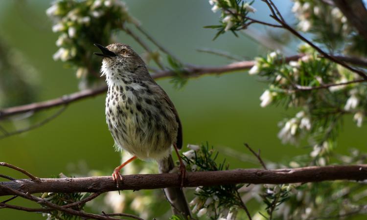 Bird birdsong and human health