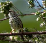 The Healing Power of Birds and Birdsongs: Boost Your Mental Health Naturally