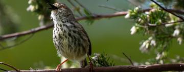 The Healing Power of Birds and Birdsongs: Boost Your Mental Health Naturally