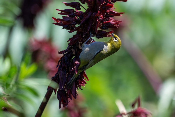 bird birdsong south africa