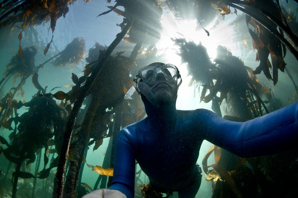 Kelp Forests of Cape Town: A Subsurface Sanctuary 