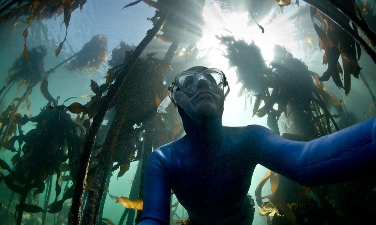 Kelp Forests of Cape Town: A Subsurface Sanctuary 